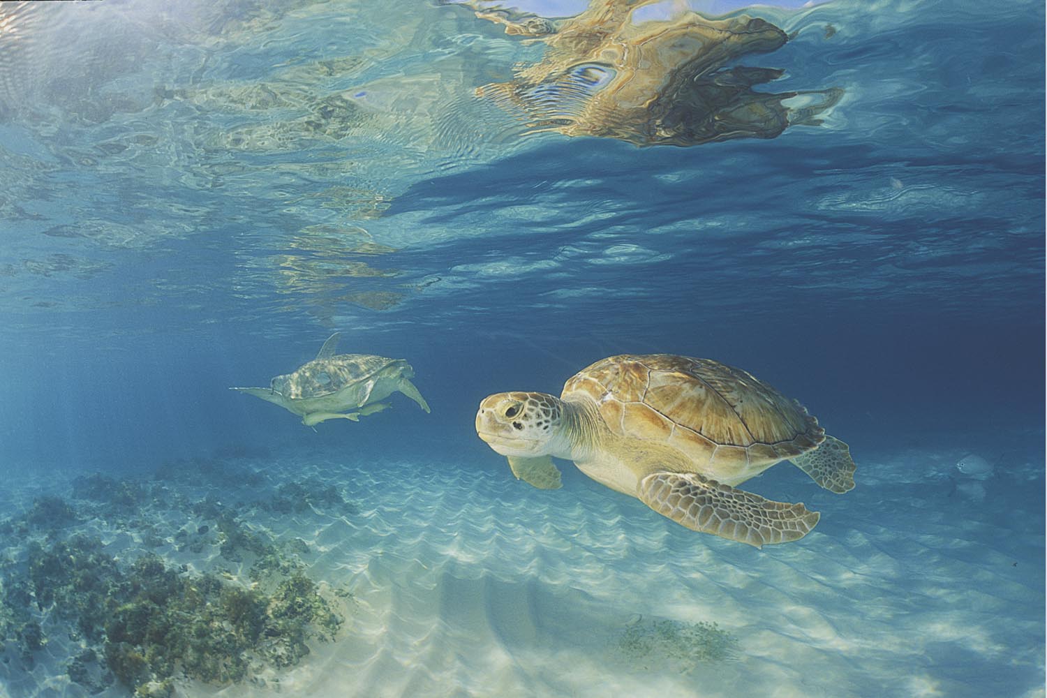 Green Turtles in Grand Cayman.