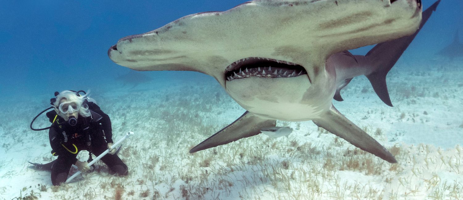 Shark Conservationist Jillian Morris Joins Team of PADI AmbassaDivers