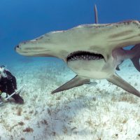 Jillian Morris PADI AmbassaDiver with Hammerhead shark