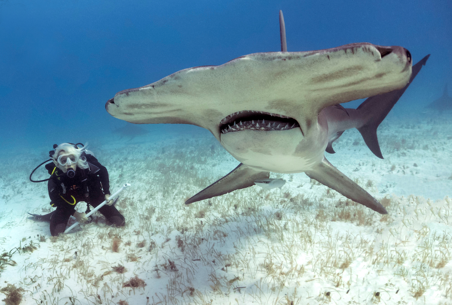 Jillian Morris PADI AmbassaDiver with Hammerhead shark
