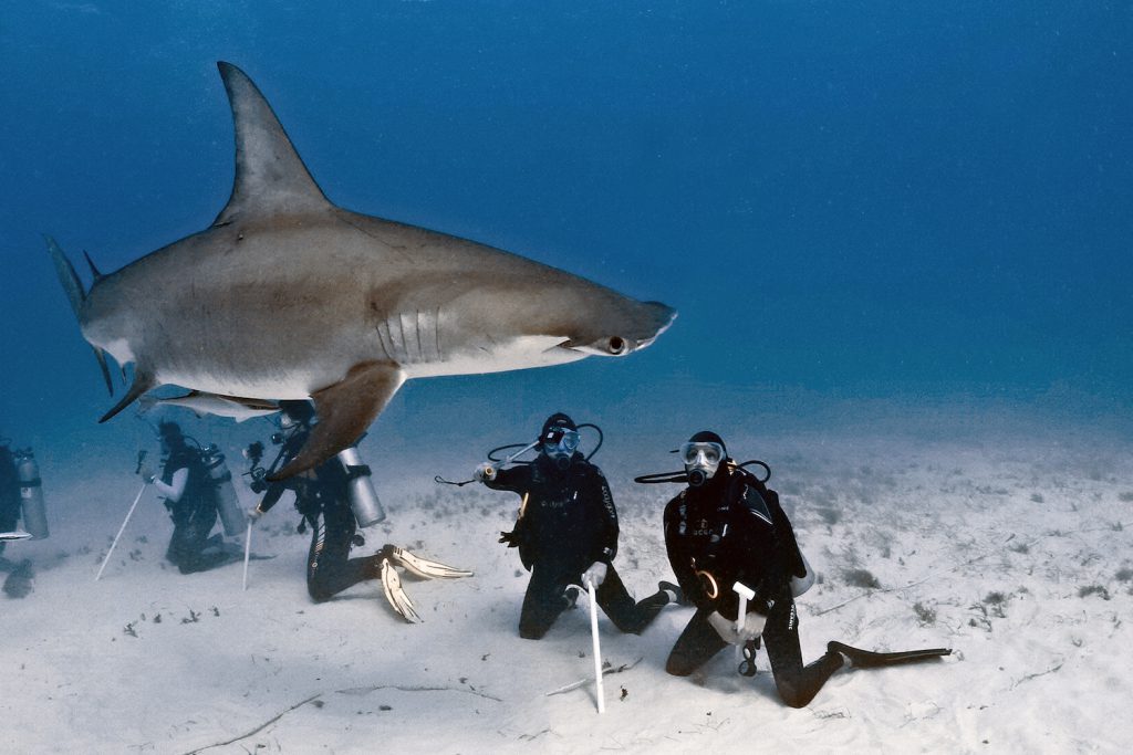 PADI AmbassaDiver Jillian Morris 