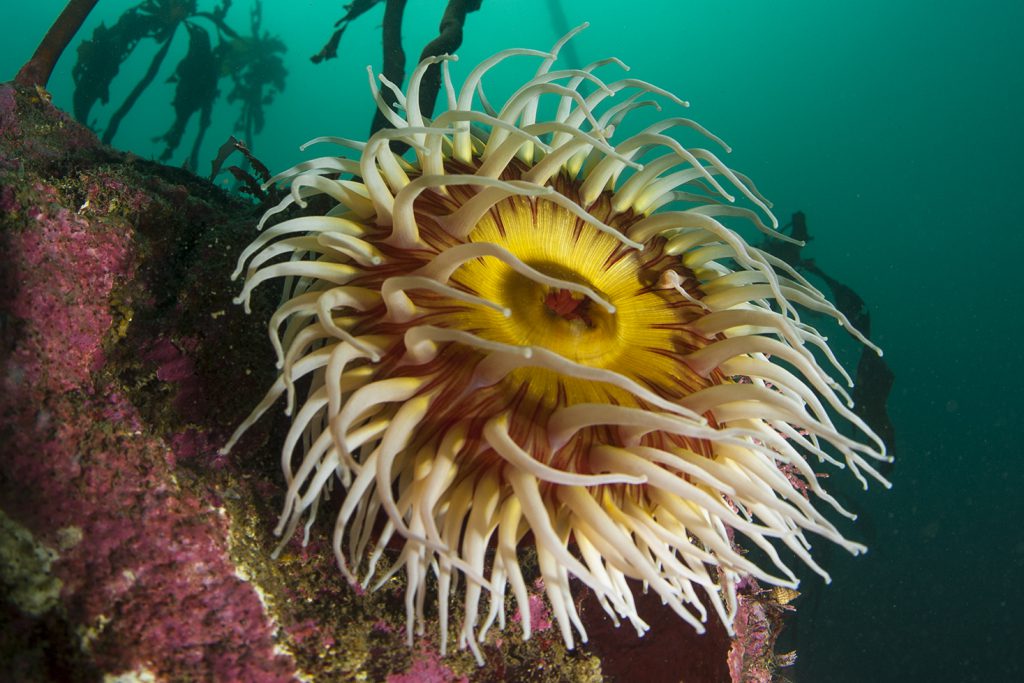 Photo: Ron DeVries | Rockfish Divers Marine Science Foundation