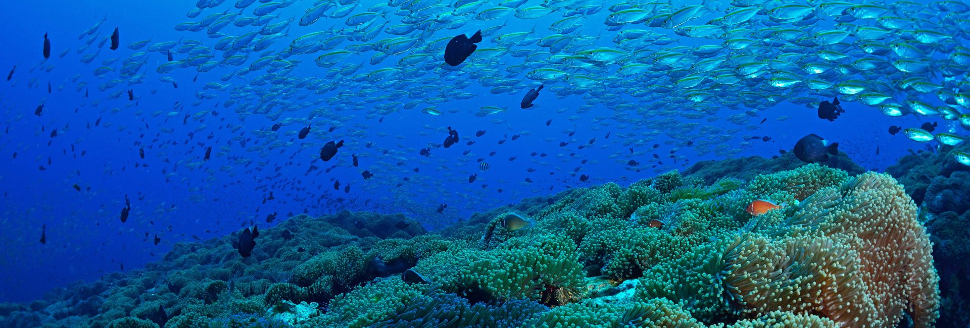 Why Koh Tao is a Popular Choice for PADI Divemaster Training