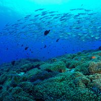Koh Tao, My five top dives