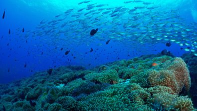 Koh Tao, My five top dives