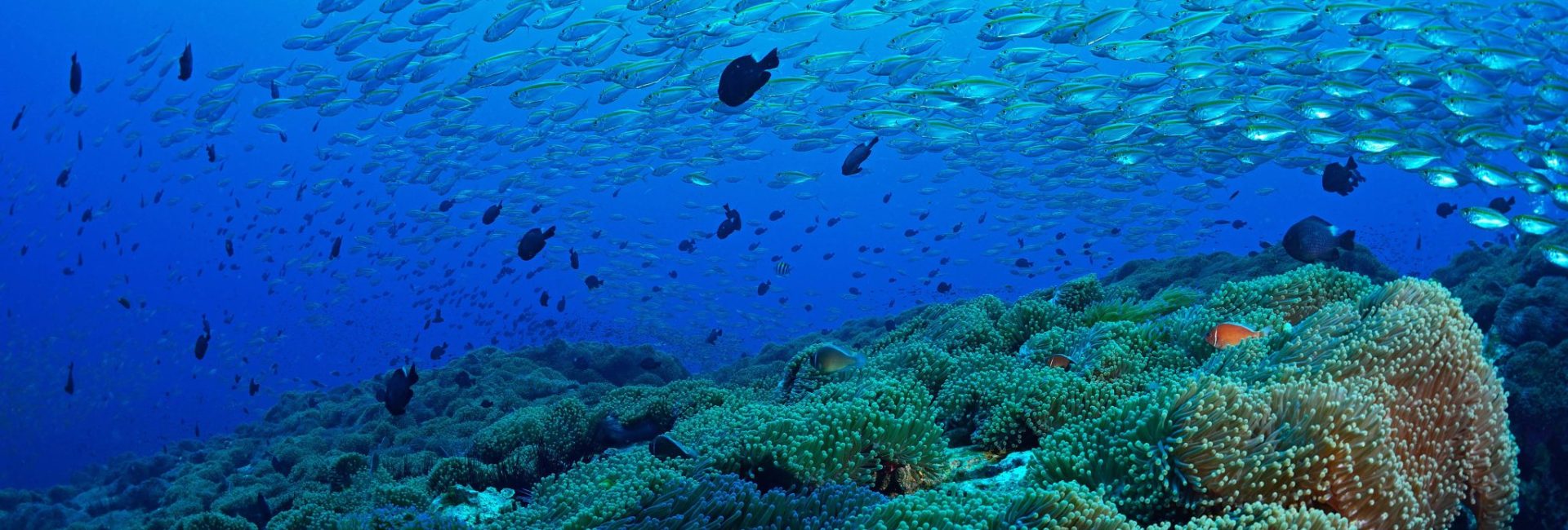 Koh Tao(코 타오)가 PADI Divemaster 트레이닝을 위한 인기   있는 선택인 이유