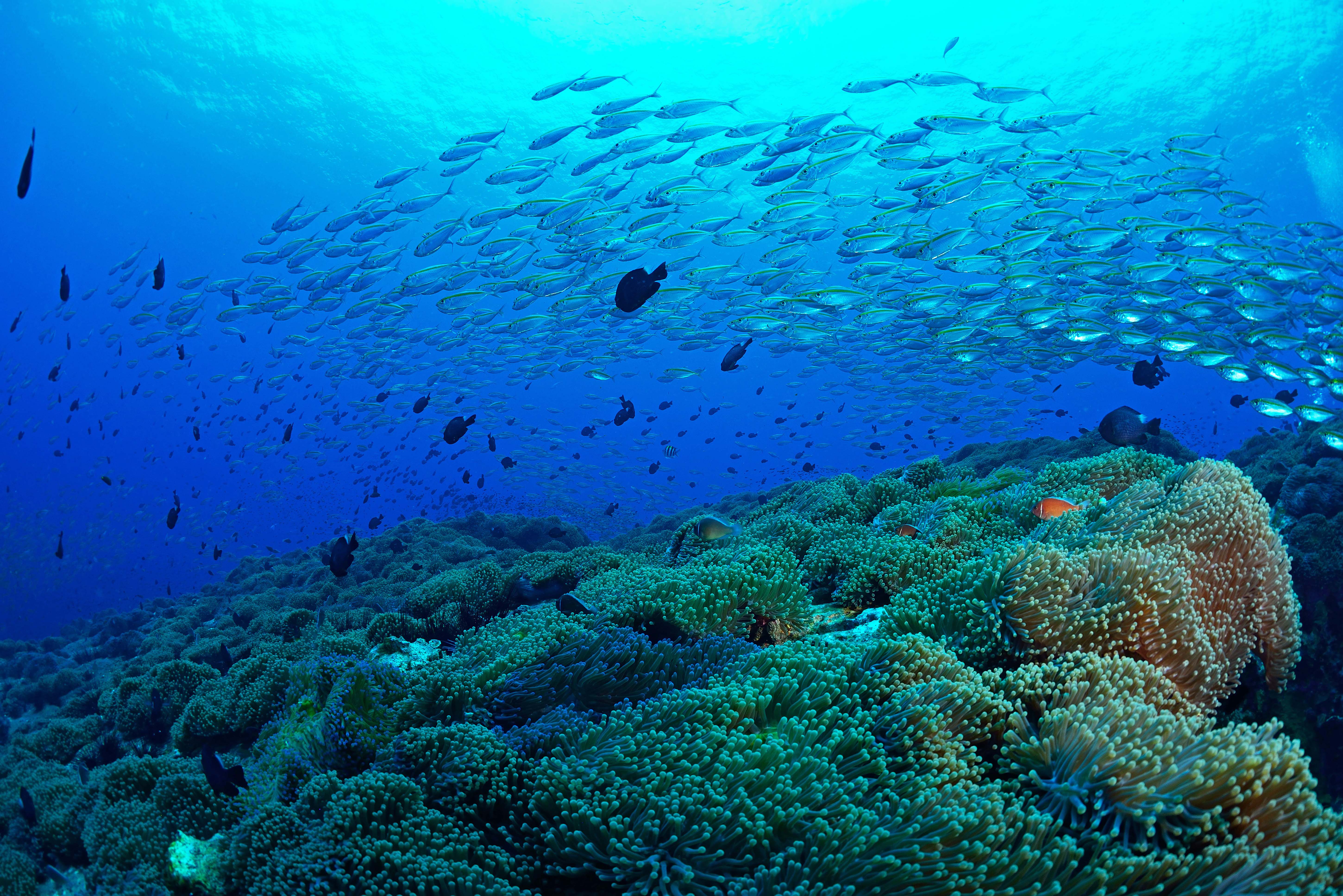 Koh Tao, My five top dives