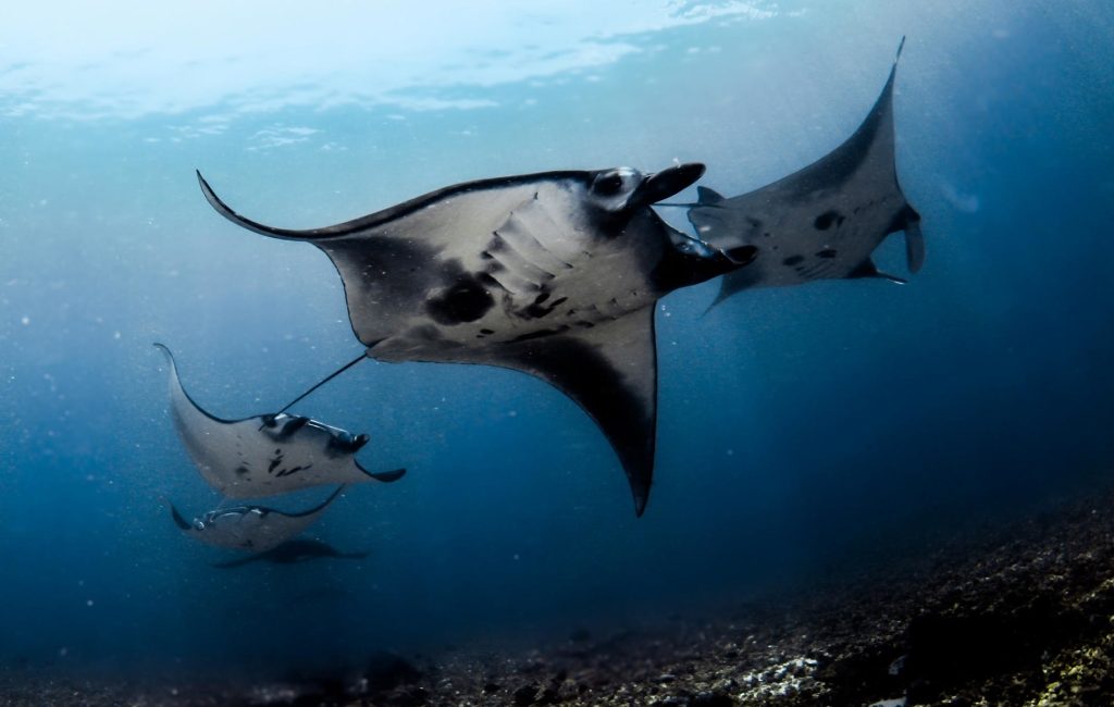 My Top Five Dives to Date