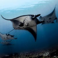 Manta Rays, Komodo National Park: My top five dives to date