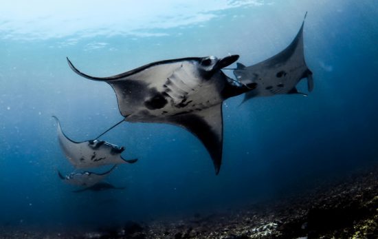 Manta Rays, Komodo National Park: My top five dives to date