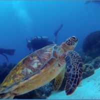 Marine Conservation Philippines Capture