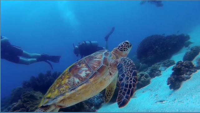 The Power of Scuba Divers to Heal the Planet
