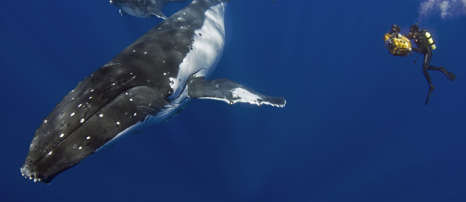 UN Sustainable Development Goal #14 – Life Below Water