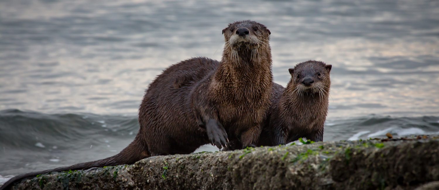 Saanich Inlet and the Southern Gulf Islands at Risk – Mission Blue Takes Action