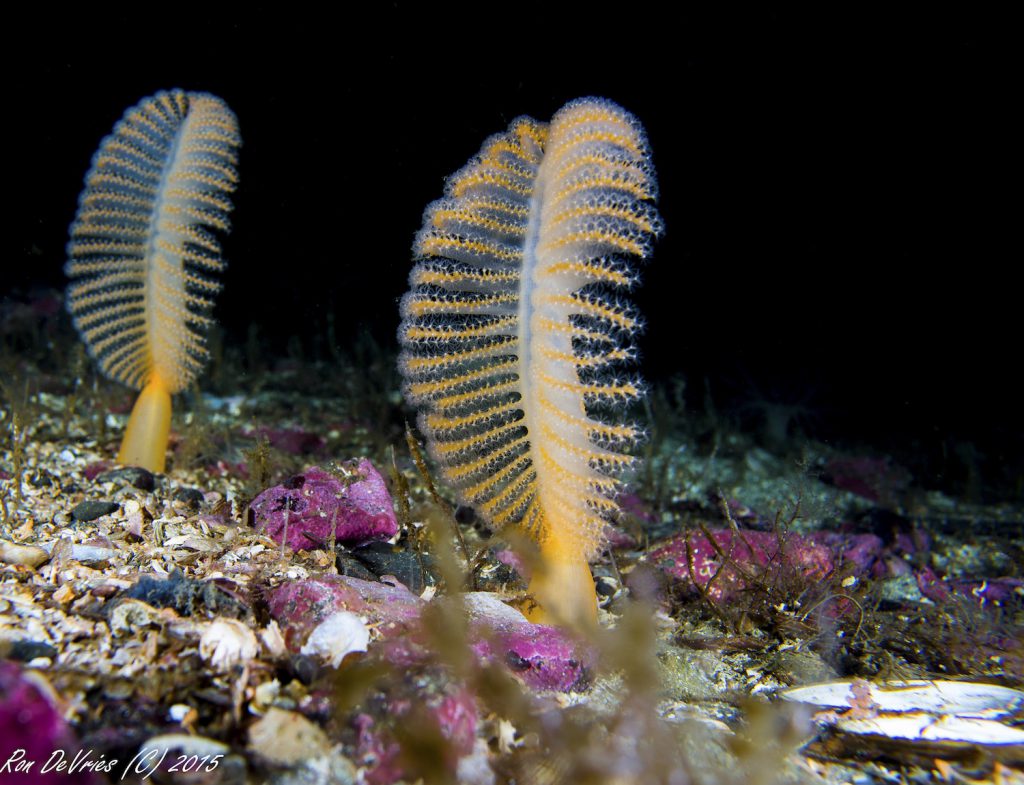 Photo: Rockfish Divers Marine Science Foundatio