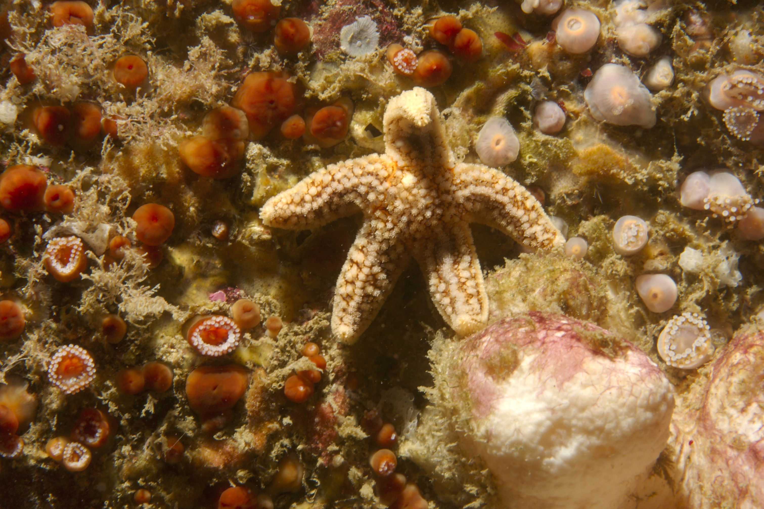 UK marine life starfish