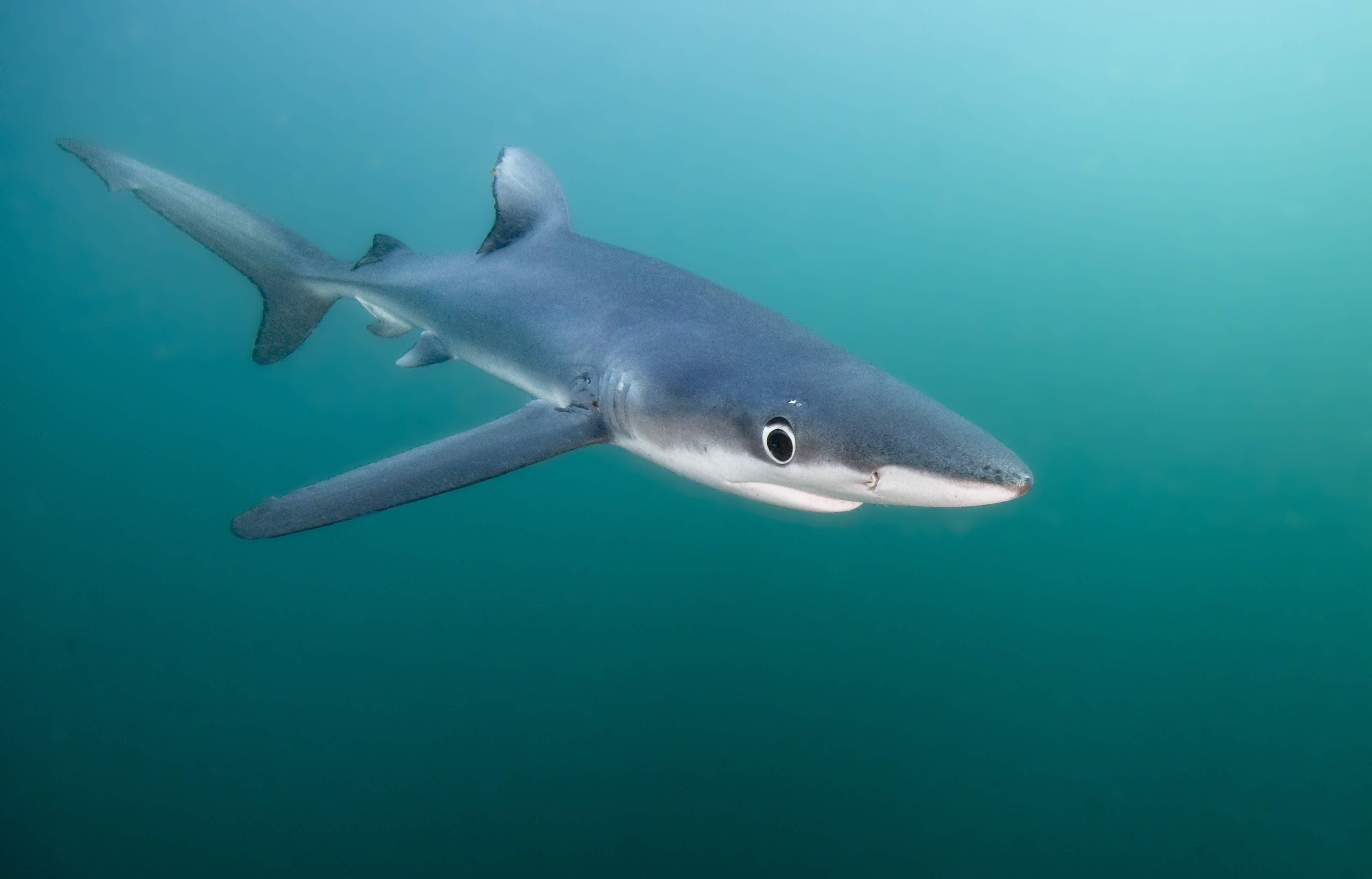 Uk Marine Life Blue Shark