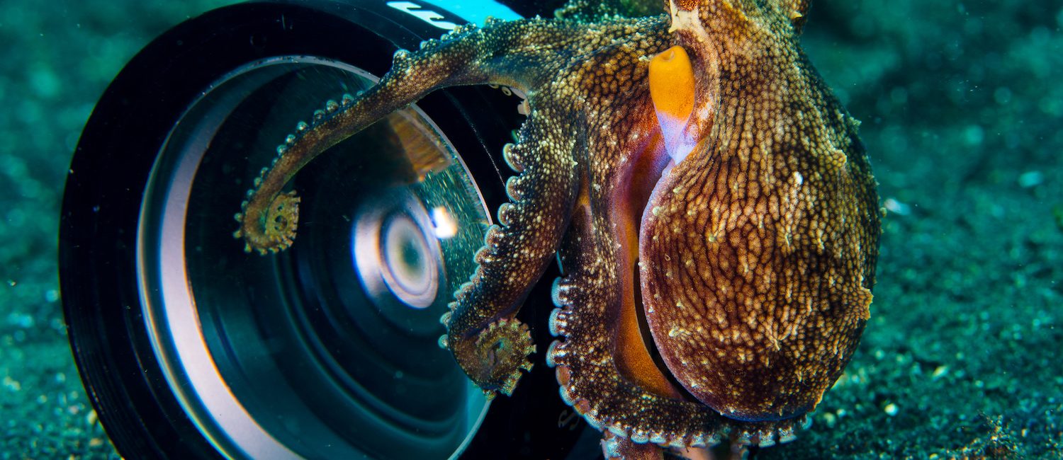 Guidelines for Underwater Photographers:  Do No Harm