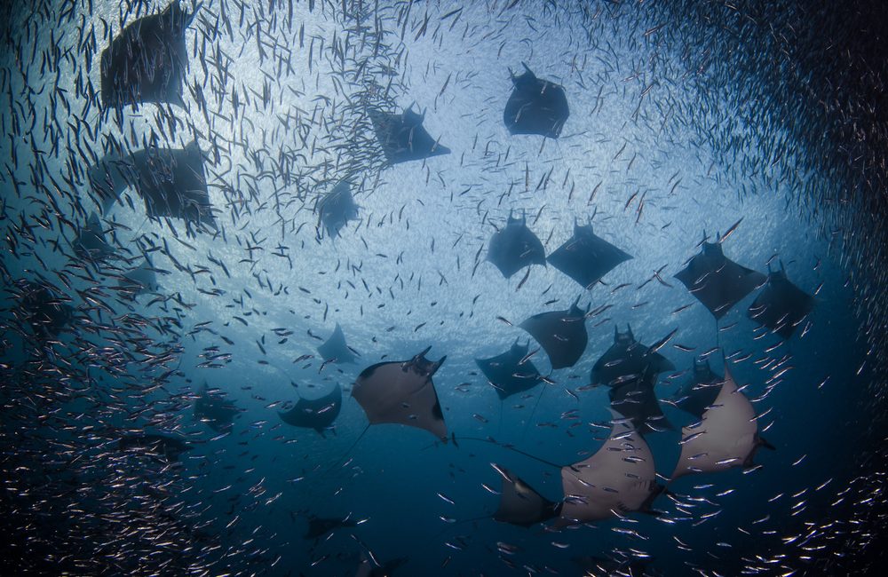 Quatre Spécialités PADI qui améliorent vos rencontres avec les requins et les raies