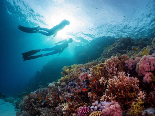 PADI_Freedivers_Shutterstock