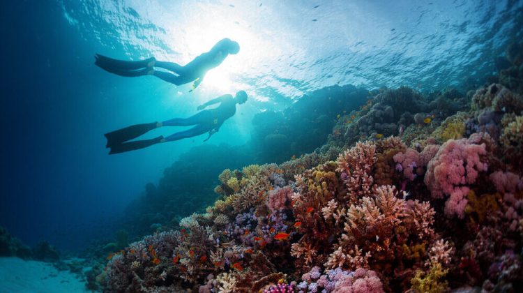 PADI_Freedivers_Shutterstock How long do freedivers hold their breath?