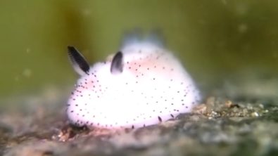 A pink and white sea slug with short, black rhinophores that looks like it would be fuzzy