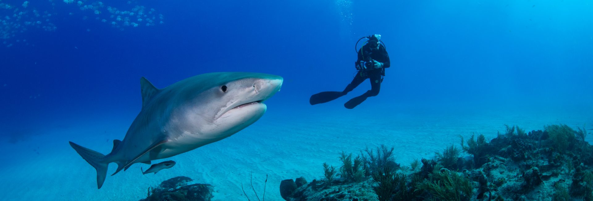 Sharks: 18 Everyday Things That Are More Dangerous