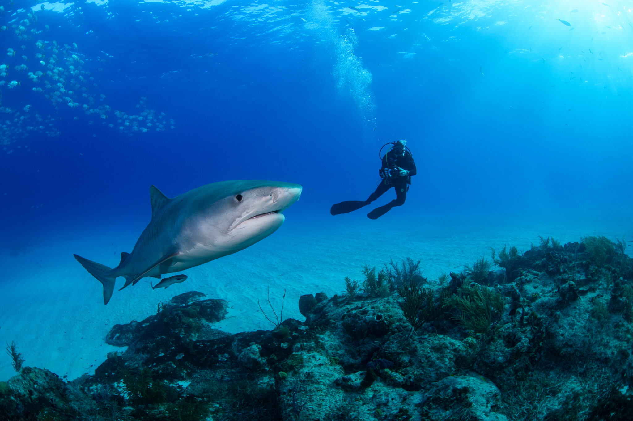 A scuba diver and shark swimming above a coral reef in the Bahamas, which is where to swim with sharks if you're a beginner