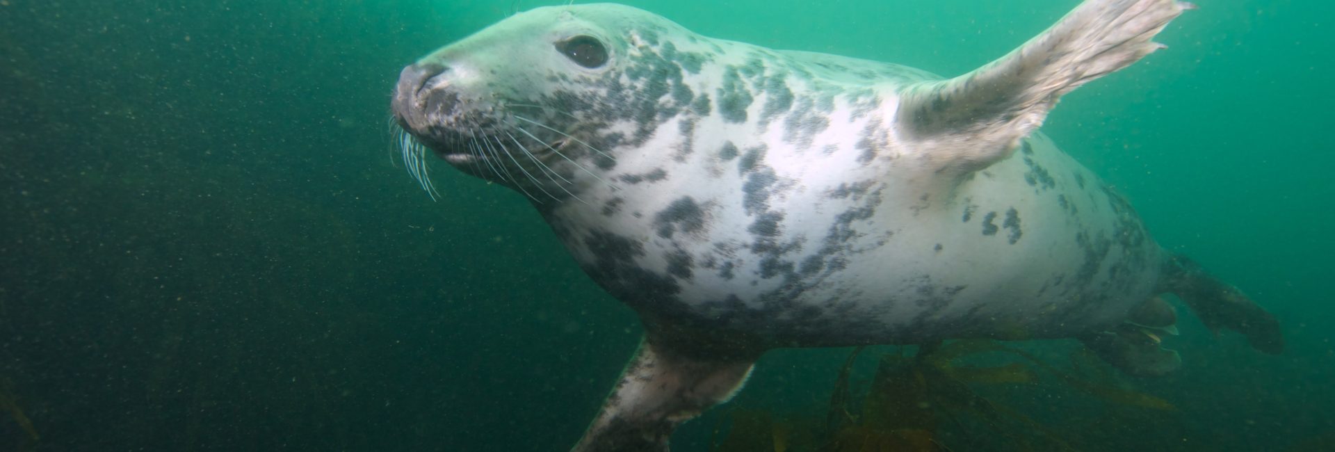 Dream Diving in the UK with AmbassaDiver Gemma Smith: Part 2