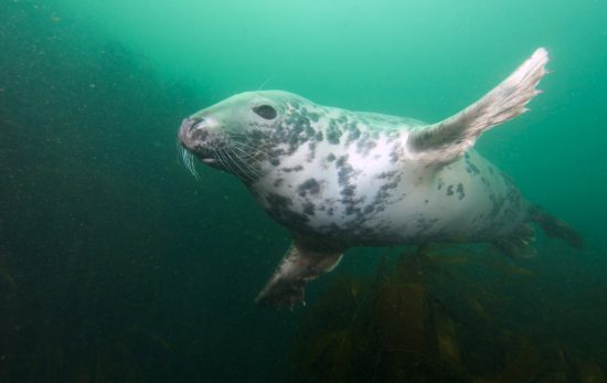 UK marine life - seal