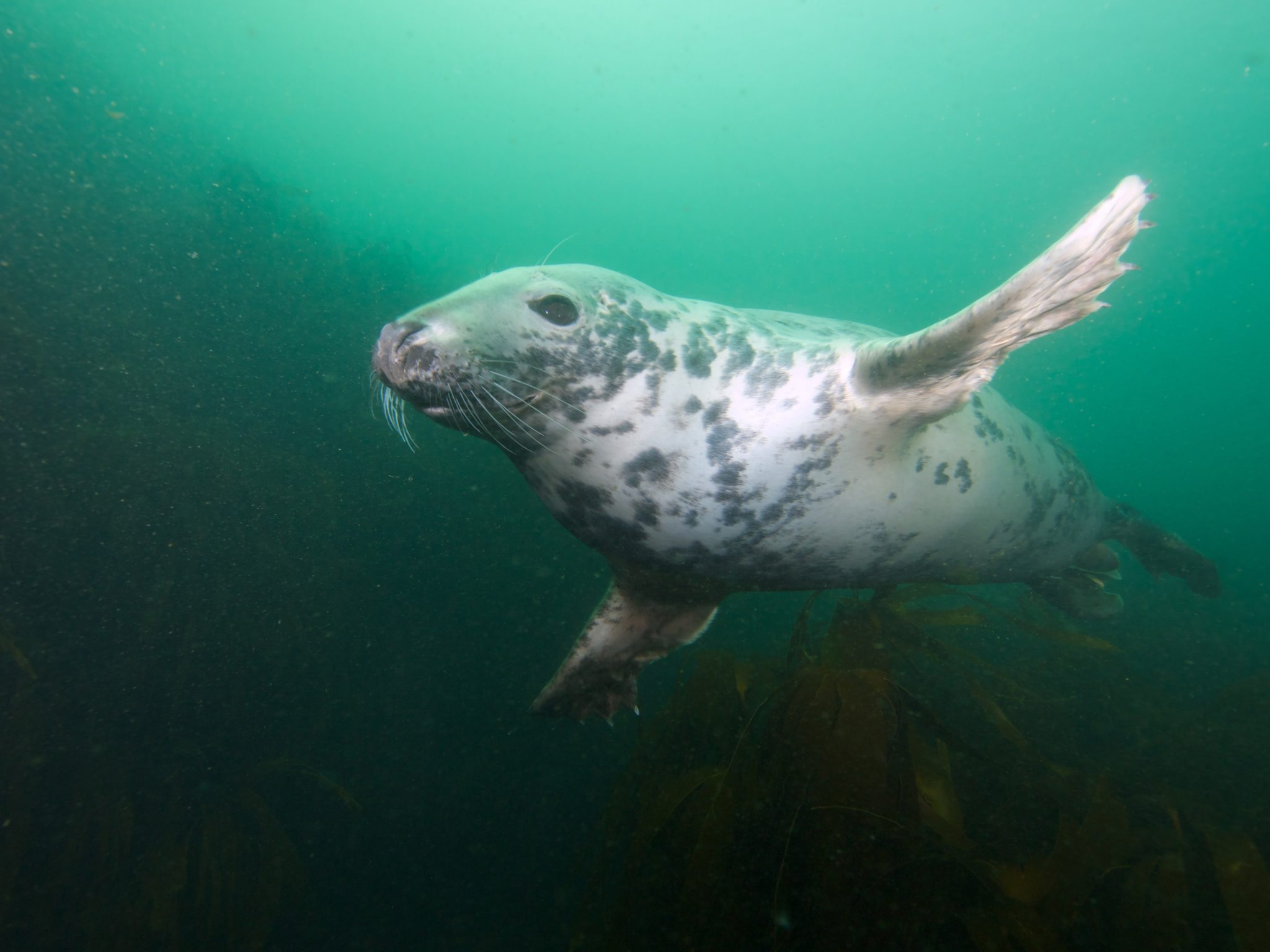 UK marine life - seal
