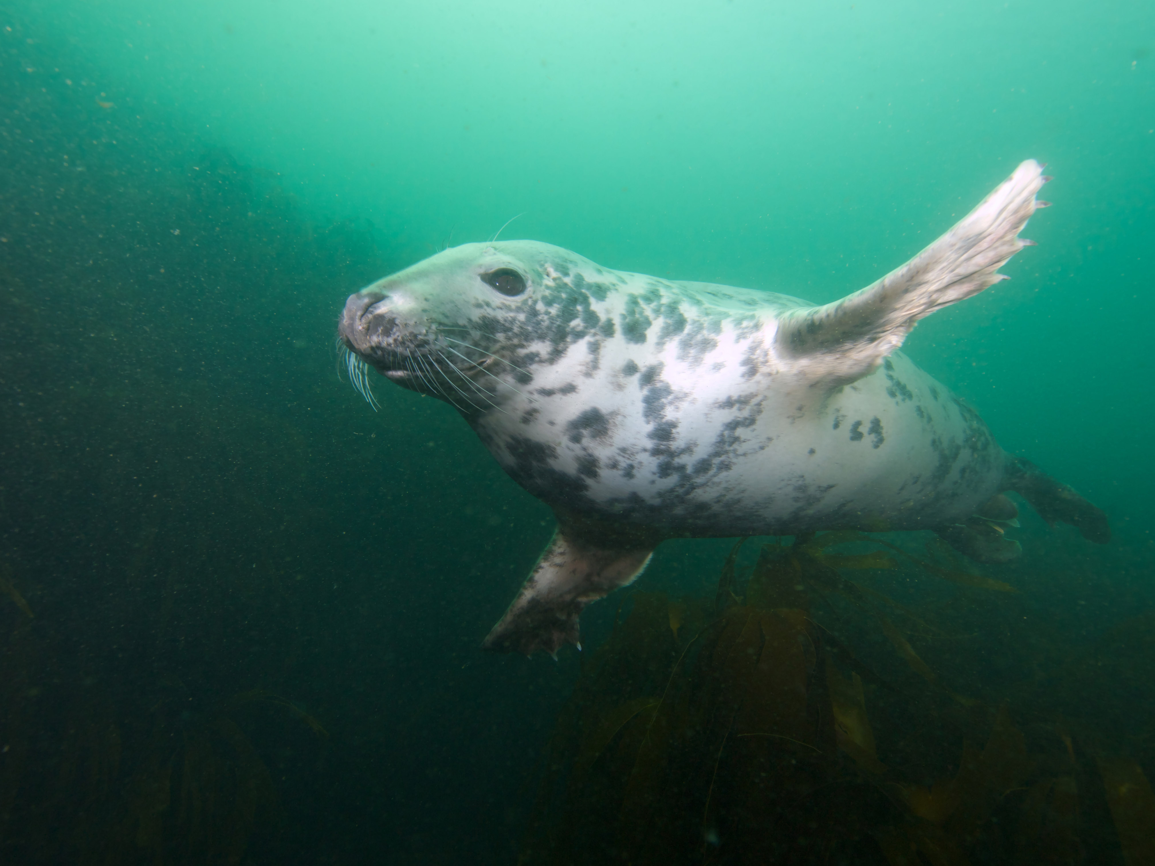 UK marine life - seal