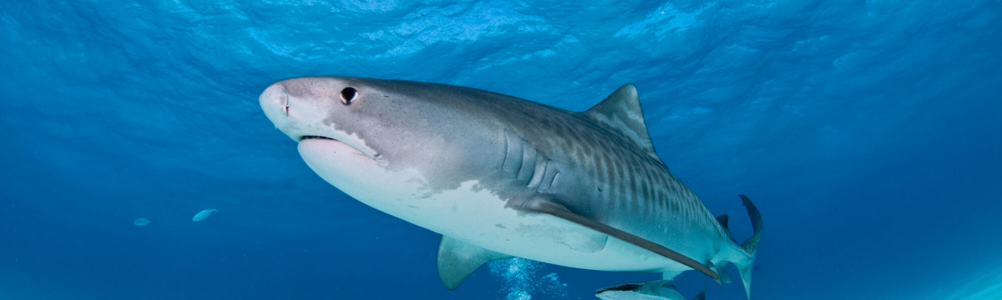 17 zeedieren die je gezien wil hebben en waar je met ze kan duiken
