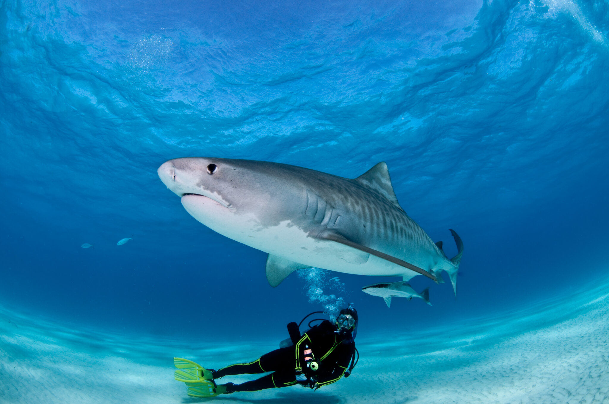 Sharks: 18 Everyday Things That Are More Dangerous