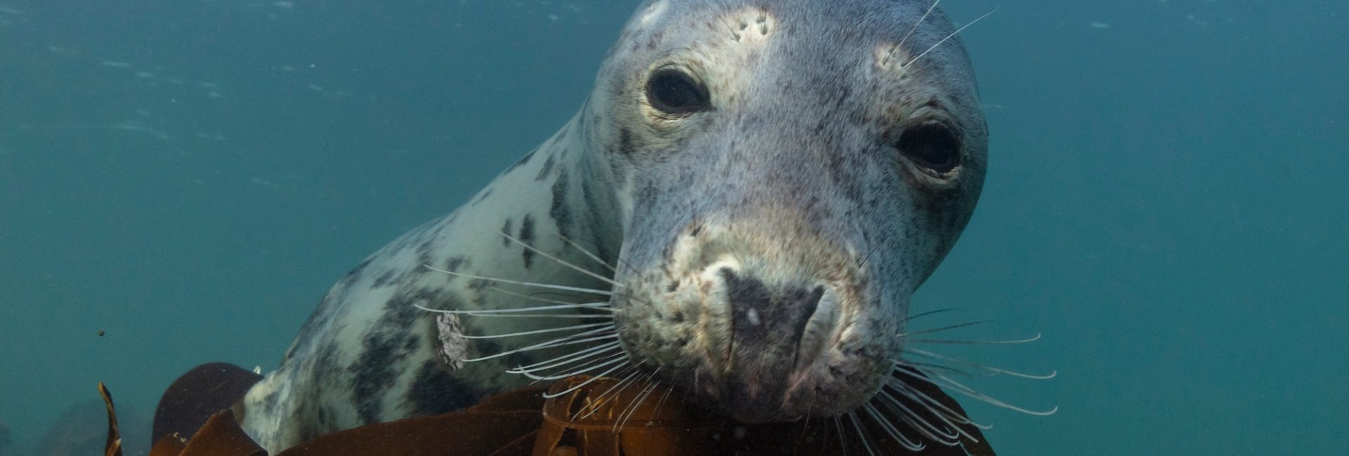 Dream Diving in the UK With AmbassaDiver Gemma Smith