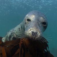 gray seal looking at camera uk diving