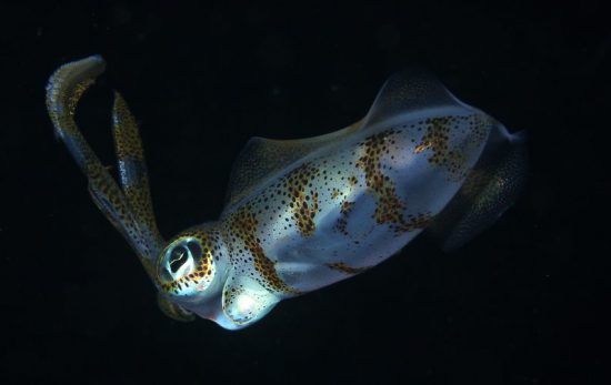 squid-night-dive