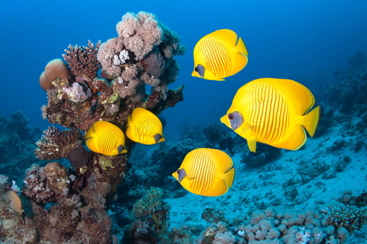 Masked butterflyfish swimming around the reef.