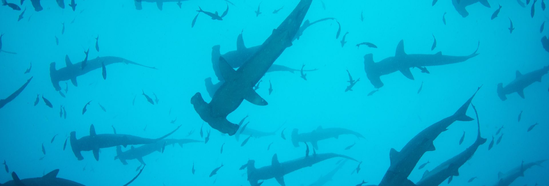 Cocos Island – World Heritage Site and Mission Blue Hope Spot