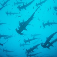 Hammerhead Sharks - Cocos Island