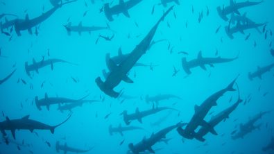 Hammerhead Sharks - Cocos Island
