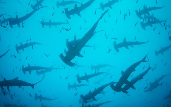Hammerhead Sharks - Cocos Island