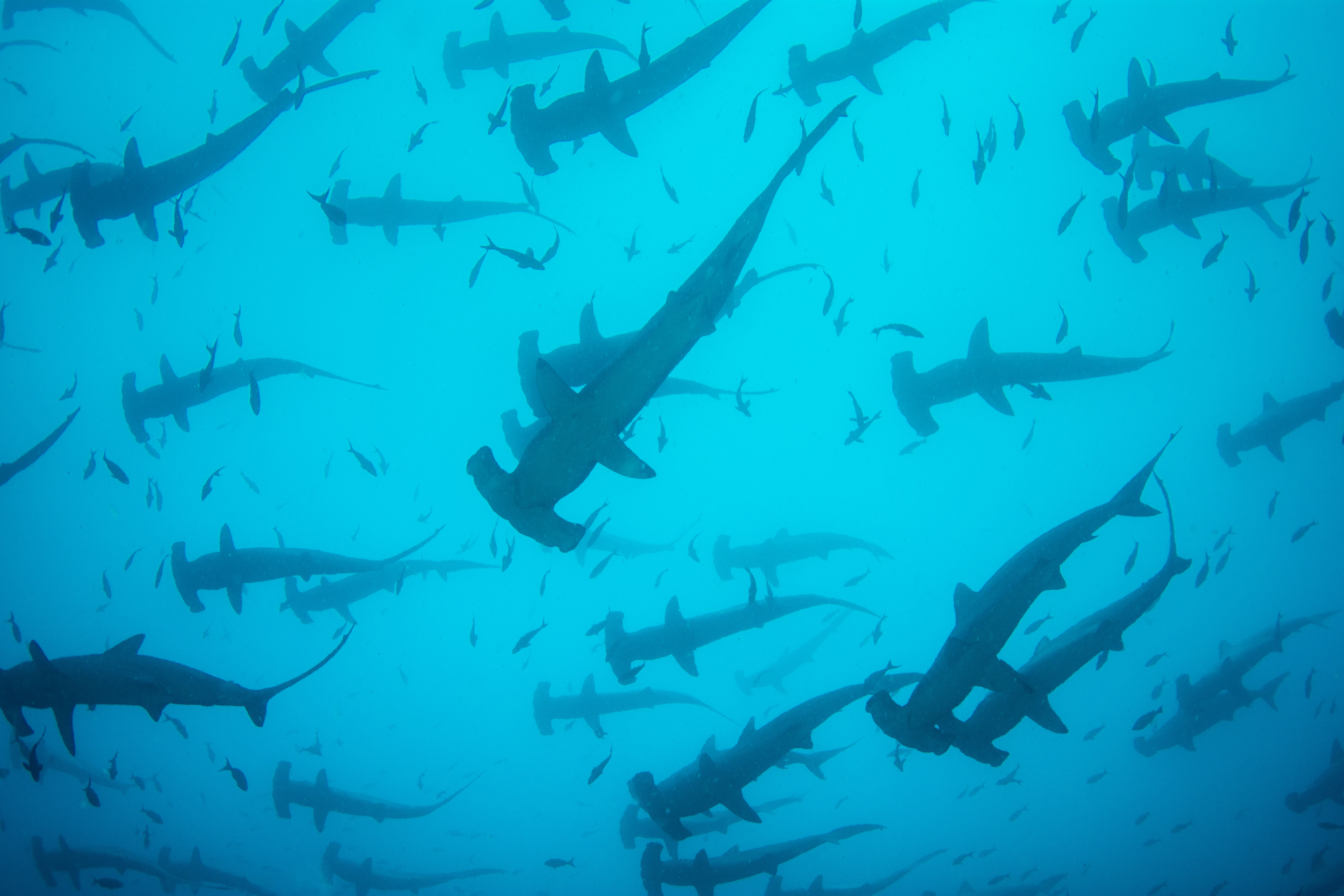 Hammerhead Sharks - Cocos Island 