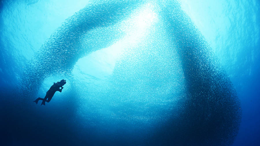 A scuba diver photographing a giant bait ball during the sardine run South Africa, one of the greatest natural shows on Earth