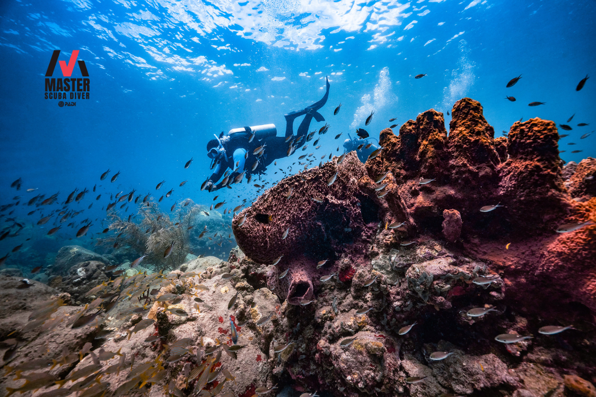 Scuba diver exploring a coral reef.