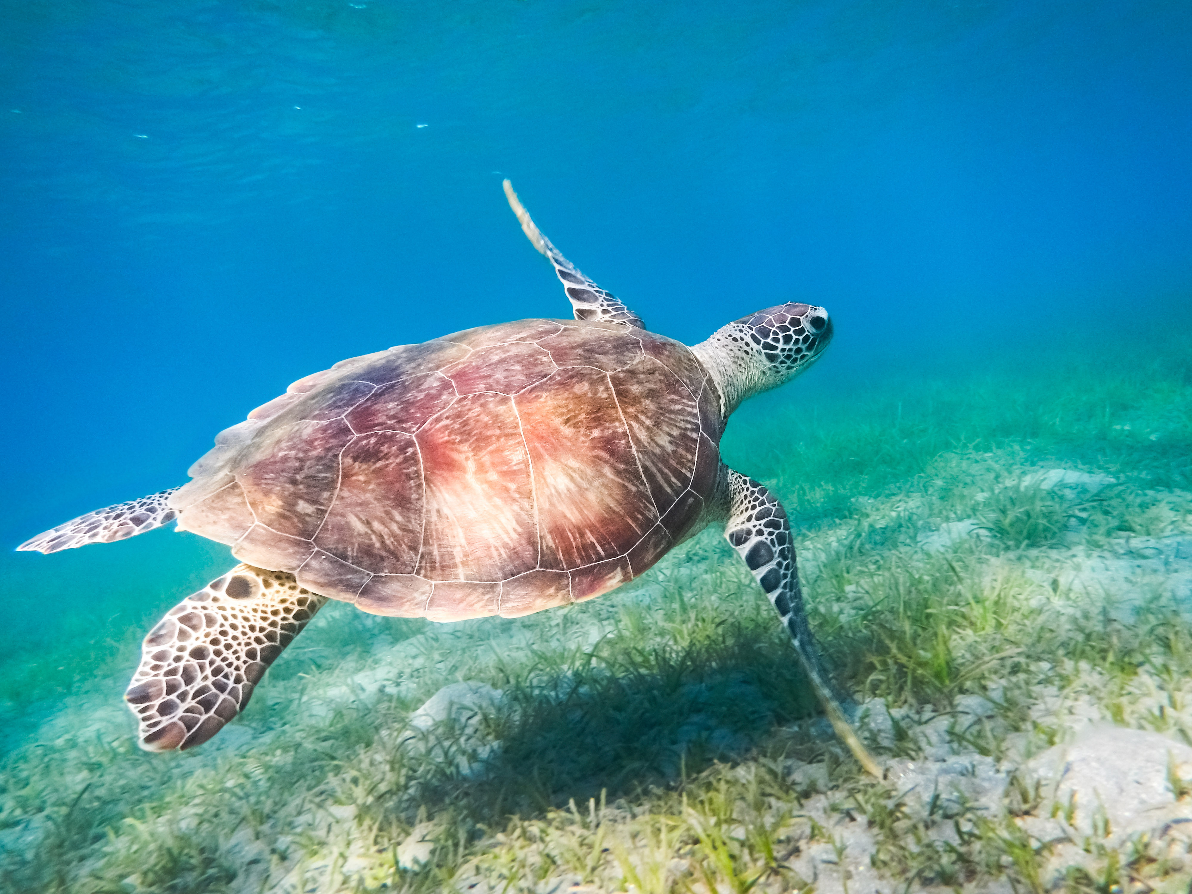 Sea Grass Turtle