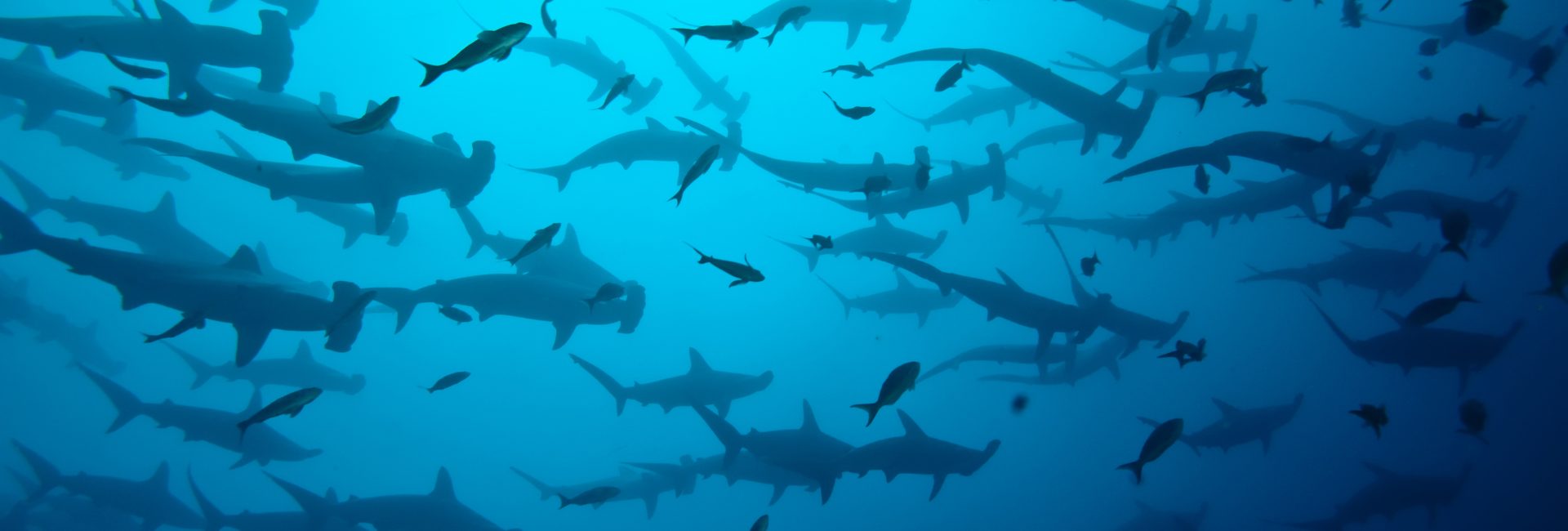 Discovery Channel’s Shark Week