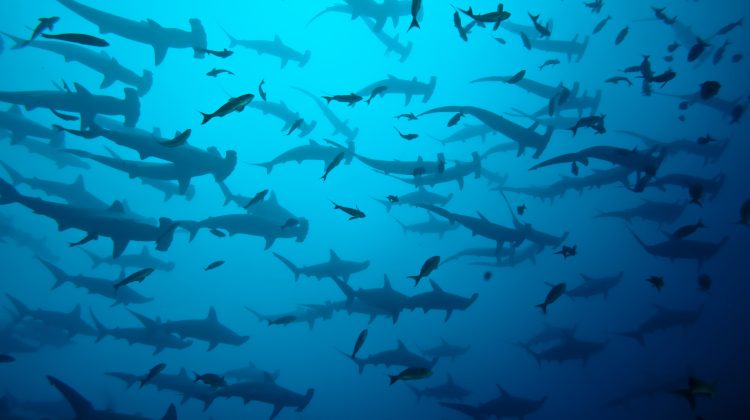 Shark week 2017