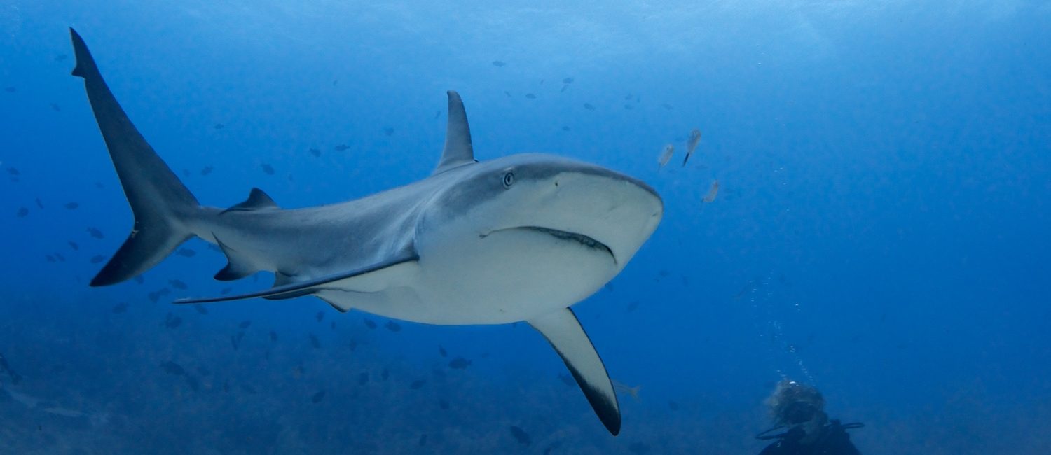 Support the Shark Fin Trade Elimination Act