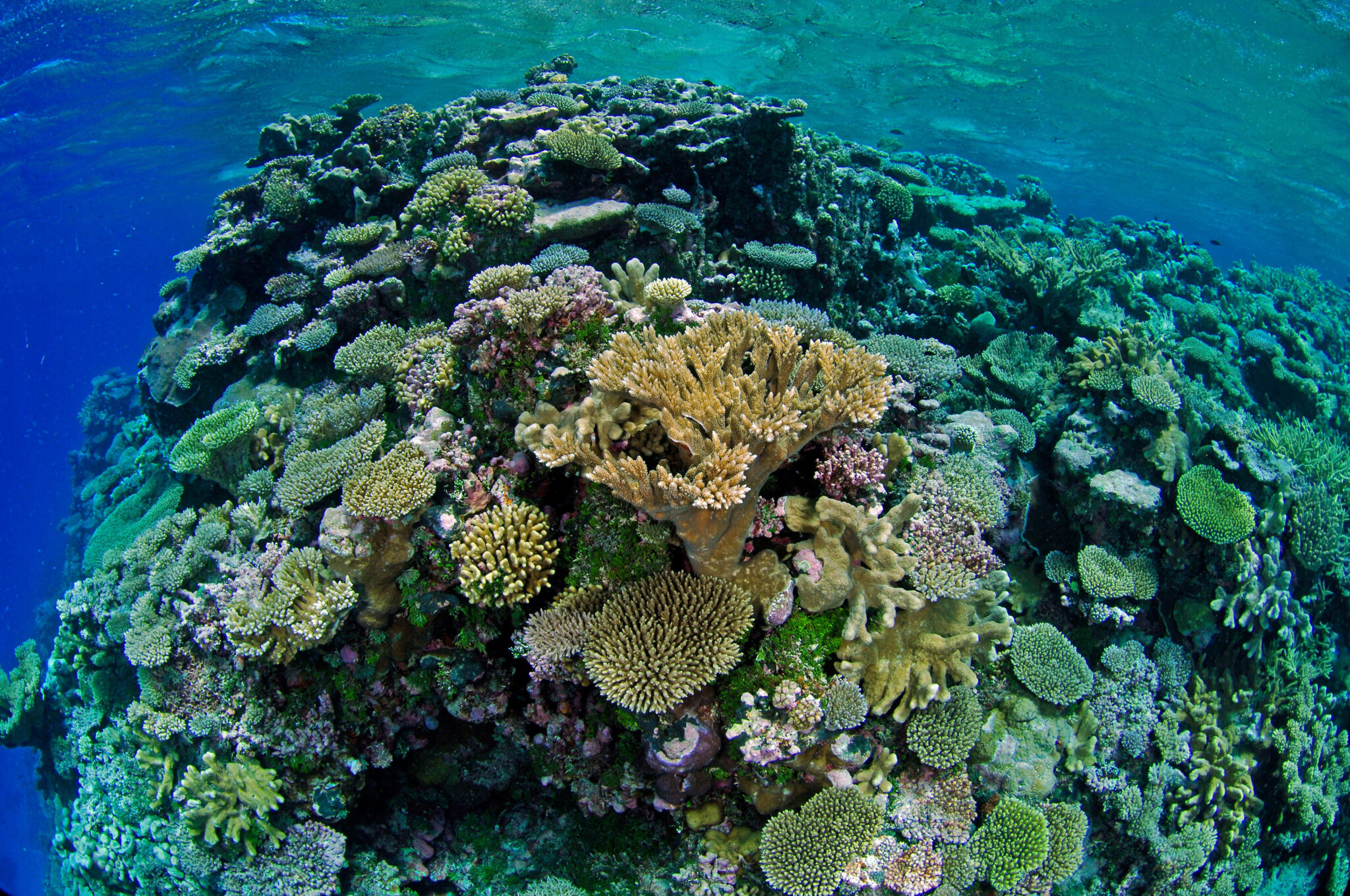 A colorful coral reef at Bikini Atoll in the Marshall Islands, which is one of the best places to dive in June for tec divers